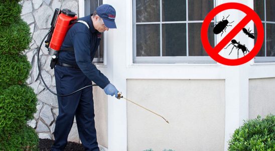 Bayrampaşa Karınca İlaçlama böcek ilaçlama ve haşere kontrolü — ilaclama-tr.com